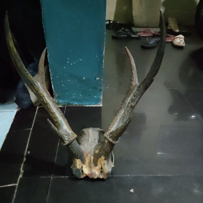 tanduk rusa cabang 6 pajangan