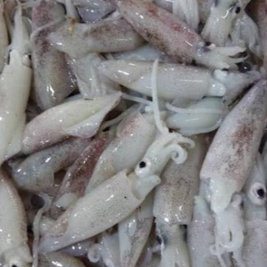 

Potongan CUMI SEGARCUMI CUMICUMI BASAH FRESH 25 gram