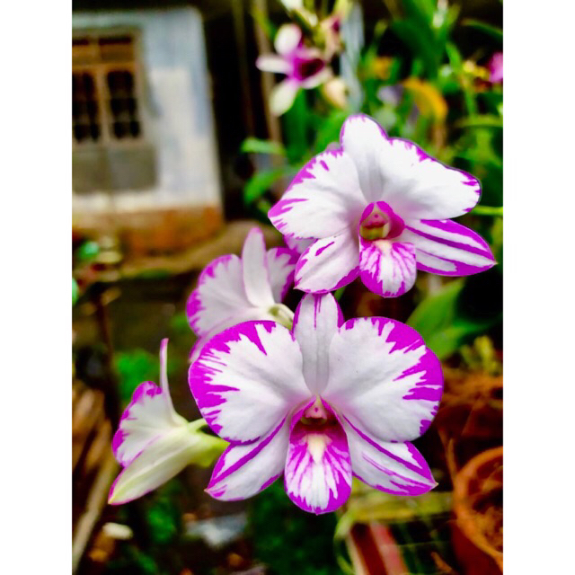 Anggrek Dendrobium Enobi Splash mini