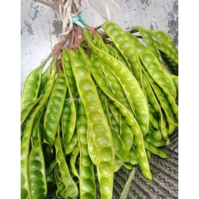 

PETAI / PETE Fresh per papan