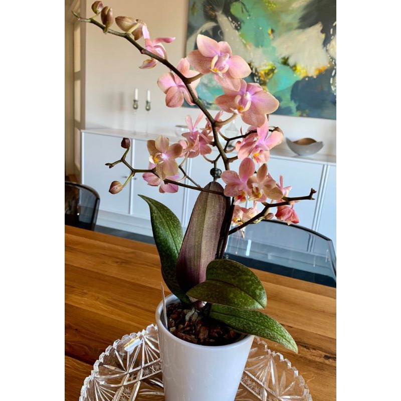 anggrek dendrobium mantangai dewasa serumpun