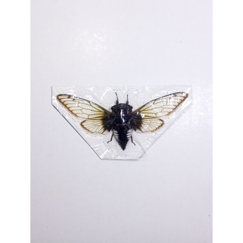 AWETAN SERANGGA CICADA ASLI INDONESIA TONGGERET PERUT PUTIH
