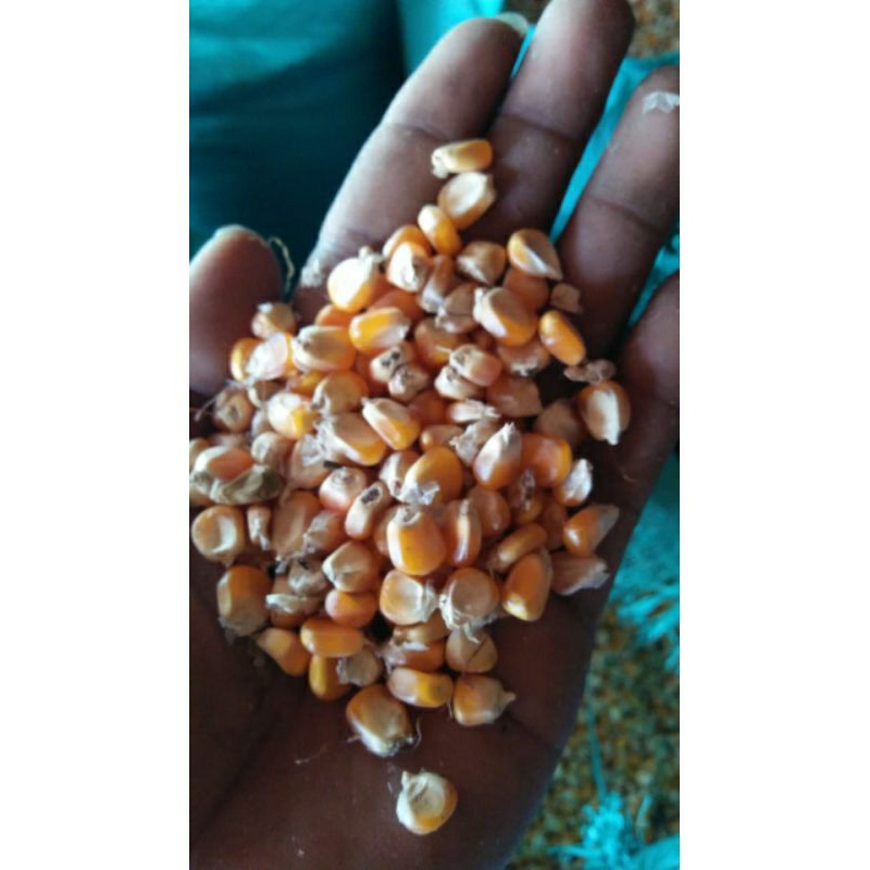 jagung pipil kering termurah per kg maupun borong dari bibit NK