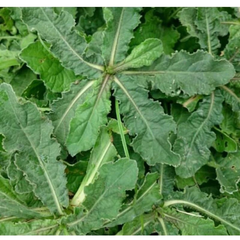 

daun tapak liman 200g