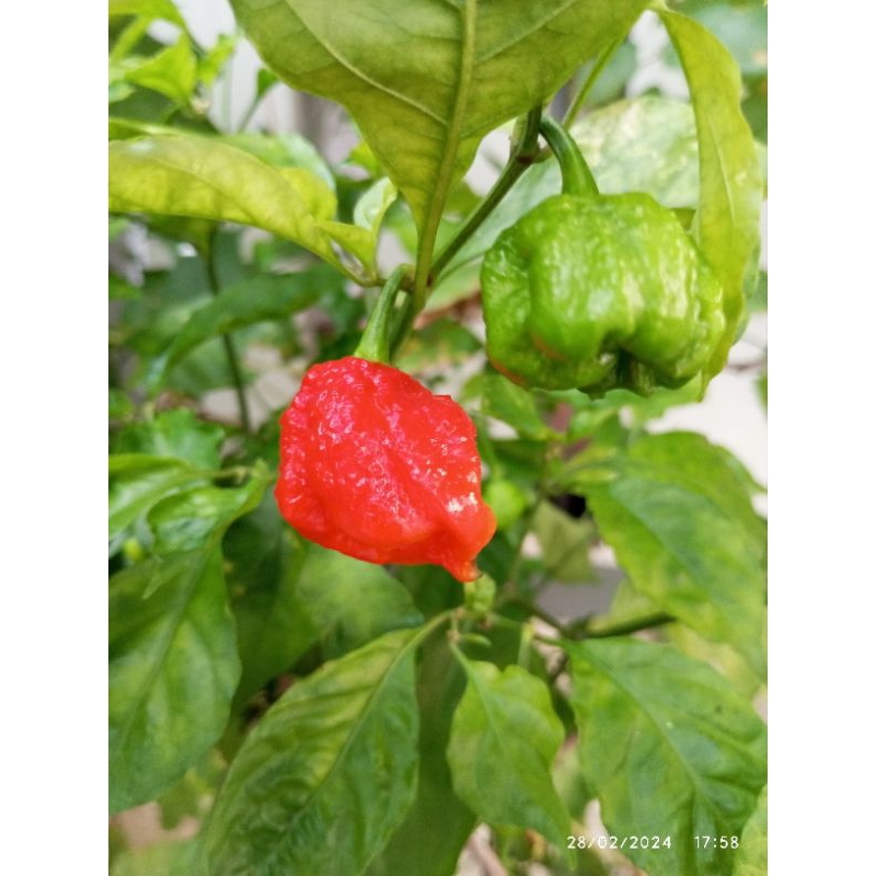 

buah cabai calorina repper cabe callorina repper