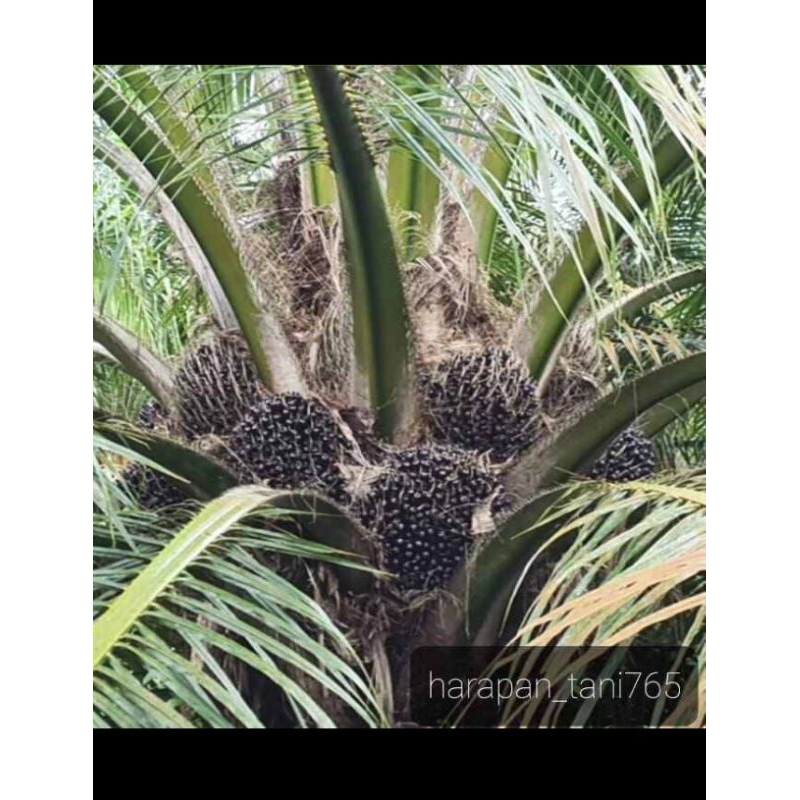 Bibit sawit Sriwijaya