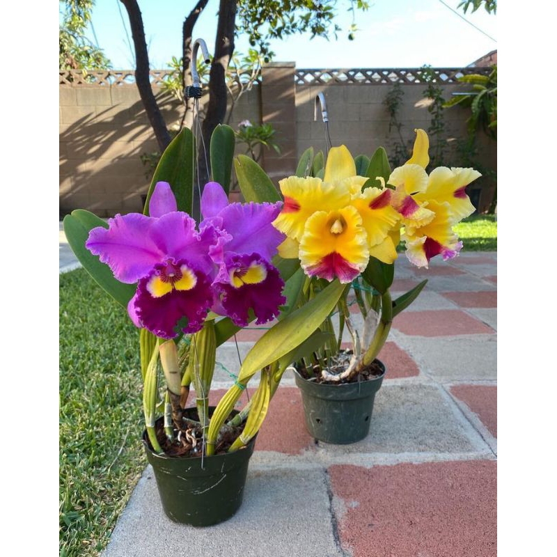 Anggrek dendrobium inaraya blue& red paket 2 dewasa