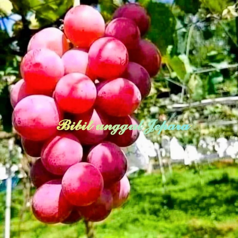 BIBIT ANGGUR MERAH SUDAH BERBUAH