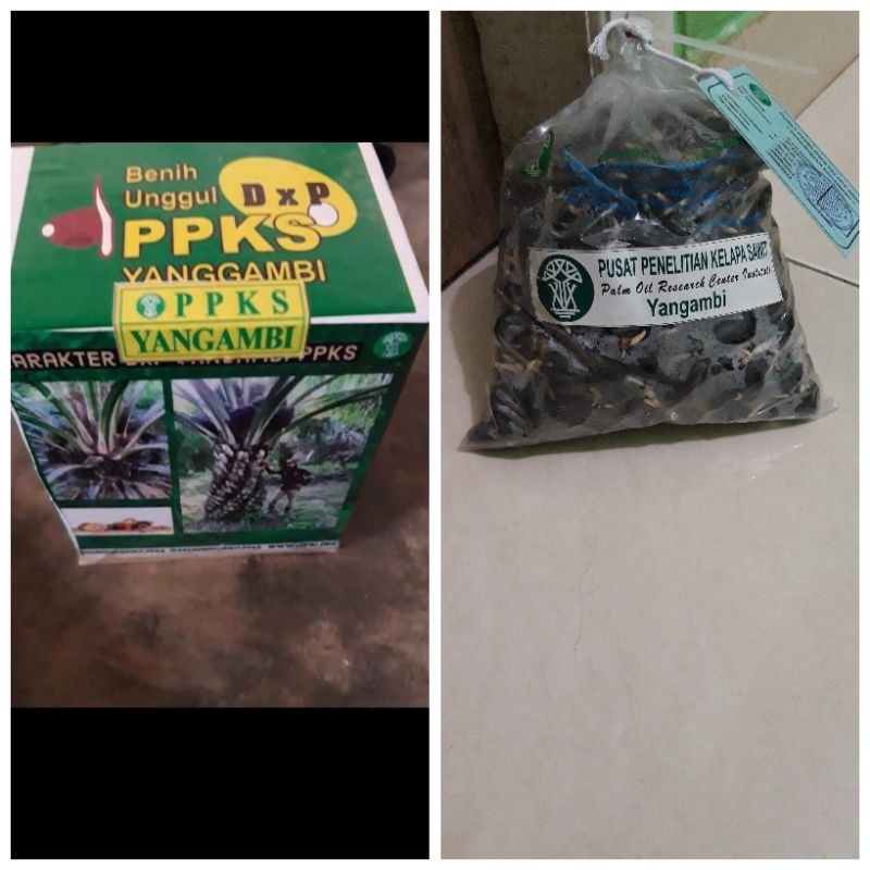 Bibit unggul kecambah sawit DXP YANGAMBI