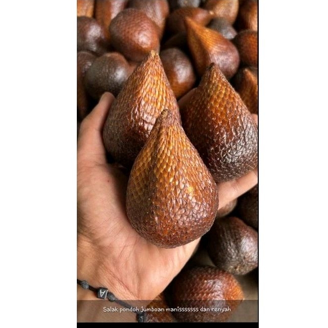 

Salak Pondoh Jumbo