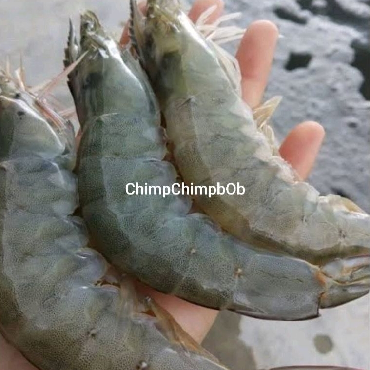 

UDANG SEGAR SIZE 40-50 NO FROZEN / FRESH SHRIMP