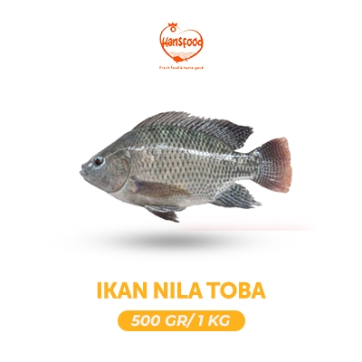 

Ikan Nila Danau Toba Fresh
