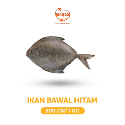 

Ikan Bawal Hitam