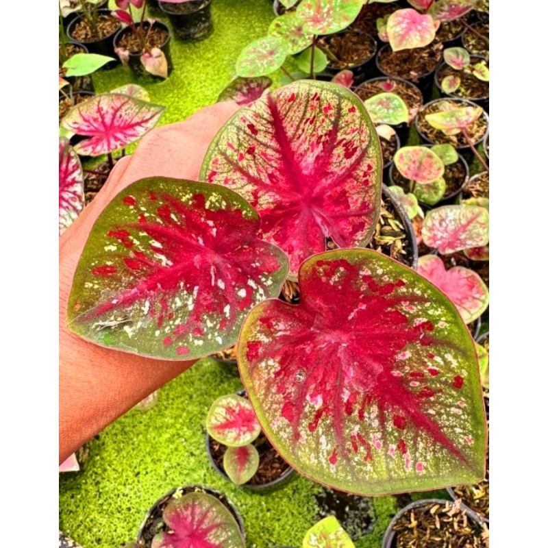 Tootsie Caladium Tanaman Hias Caladium Tootsie Caladium/Keladi Tootsie Tanaman Hias Murah Meriah Bis