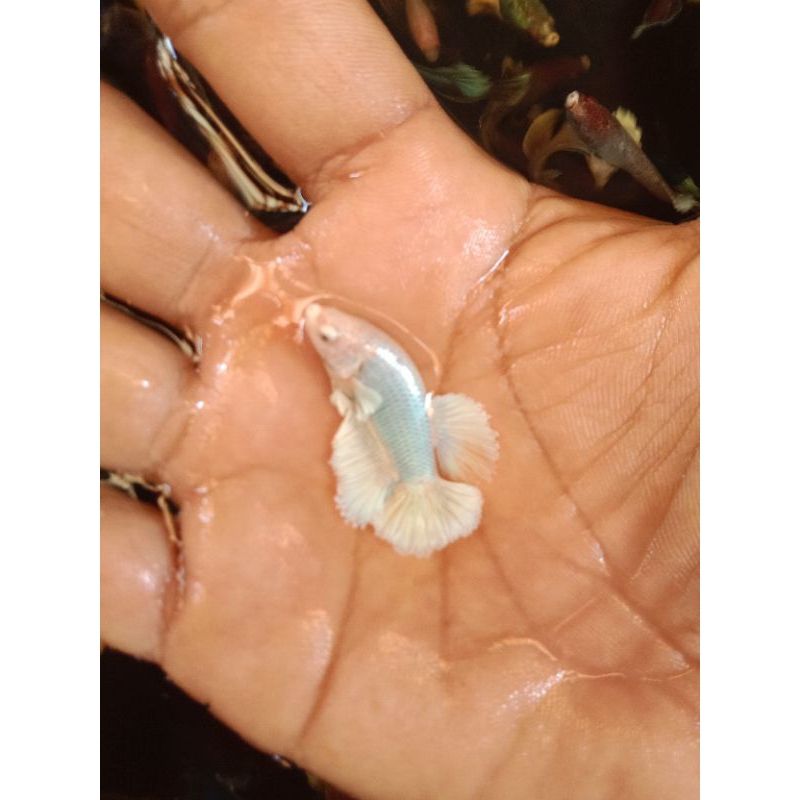 cupang halfmoon lavender Dumbo ear top grade..