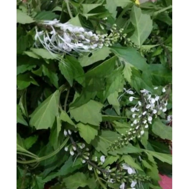 

Daun kumis kucing segar 100 lembar - daun kumis kucing organik fresh