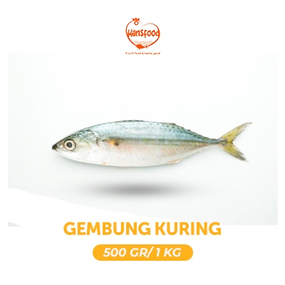 

Ikan Gembung Kuring