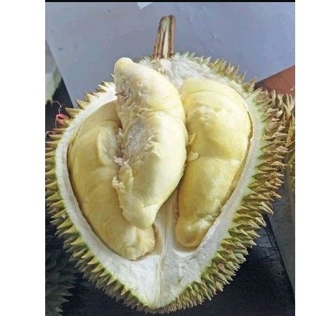 

DURIAN MURAH