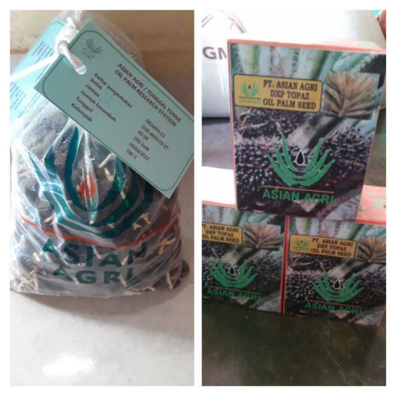 Bibit unggul kecambah sawit DXP TOPAZ