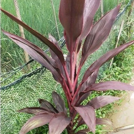 DAUN HANJUANG MERAH PERPAKET 250 GRAM