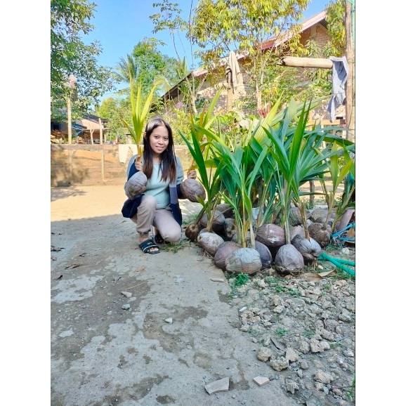 bibit kelapa genjah manado