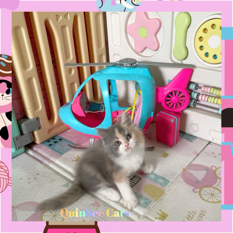 Kucing Persia Flatnose Betina Dilute Calico