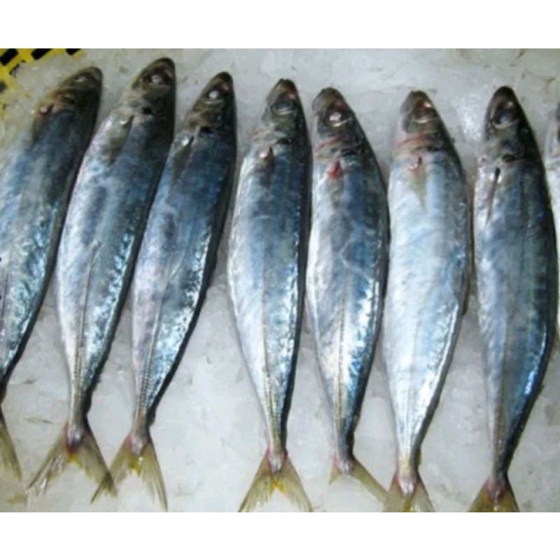 

ikan layang segar 500gr isi 2 ekor