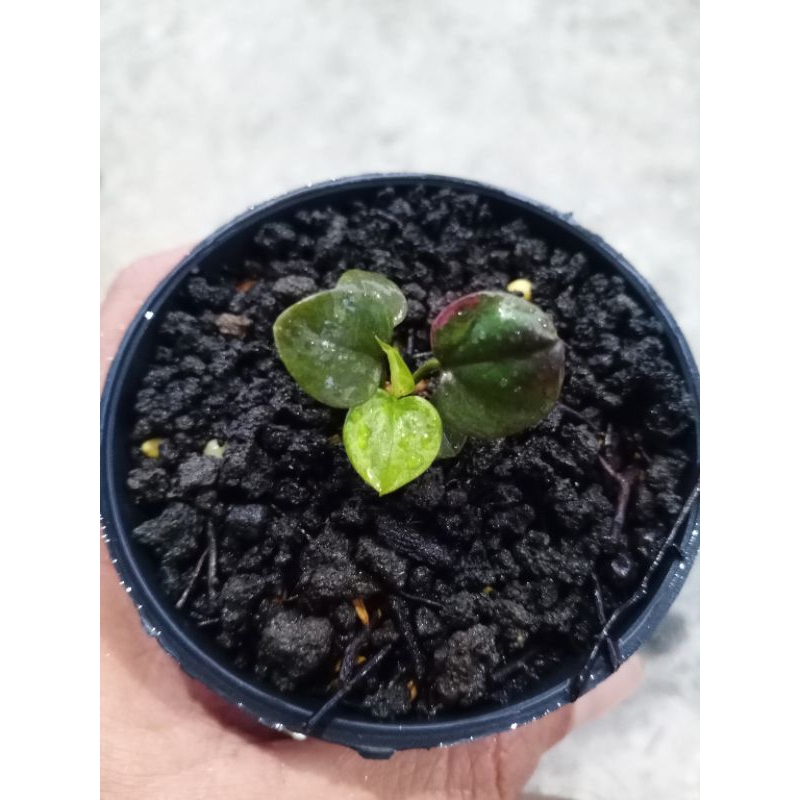 Anthurium hookeri pink