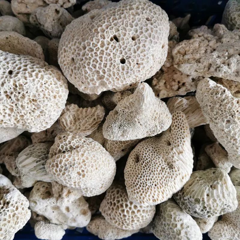 Batu Karang Laut / Batu Karang Meteor Hiasan Aquarium