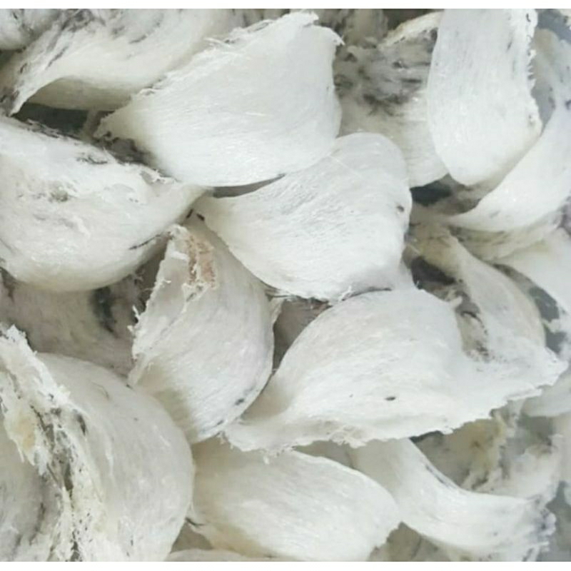 Sarang Burung Walet, putih kapas per pcs