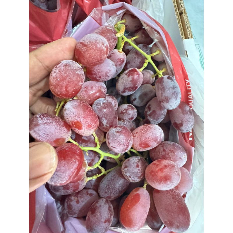 

Anggur Crimson 900 gr Anggur Manis Anggur Fresh Premium