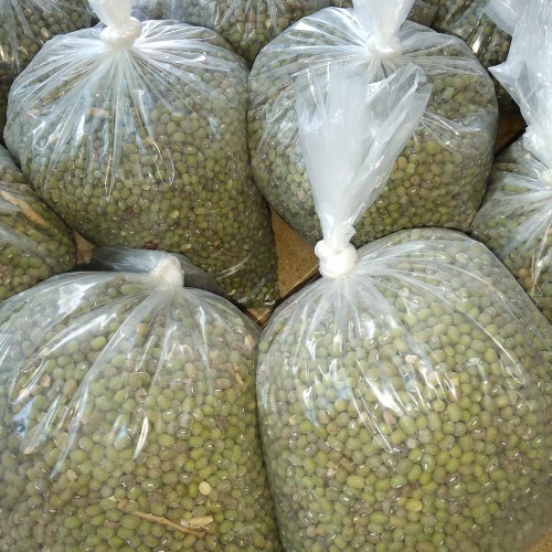 

[TERMURAH DI SHOPEE] Kacang hijau 1kg produk langsung dari hasil panen petani