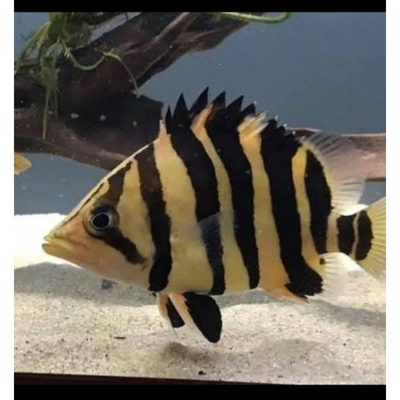 Datz 4bar simetris 4-5 cm