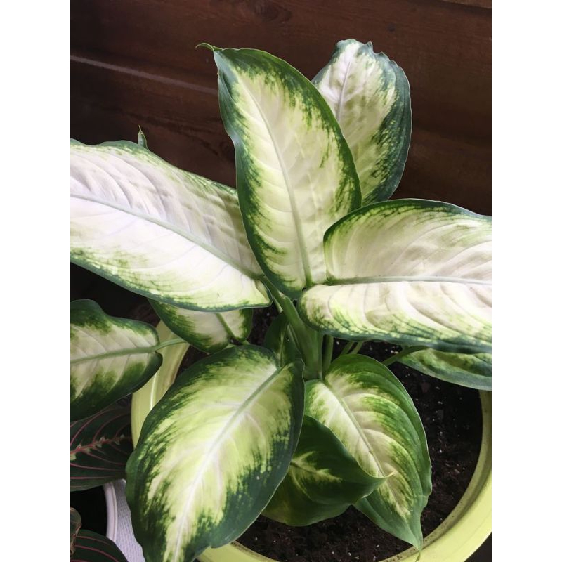 Aglonema murah Tanaman hias aglonema Tanaman aglonema Tanaman Hias aglonema murah Aglonema anakan Sr