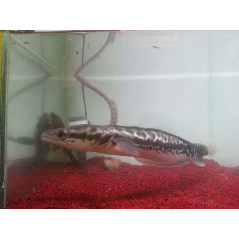 IKAN TOMAN SIZE 40cm