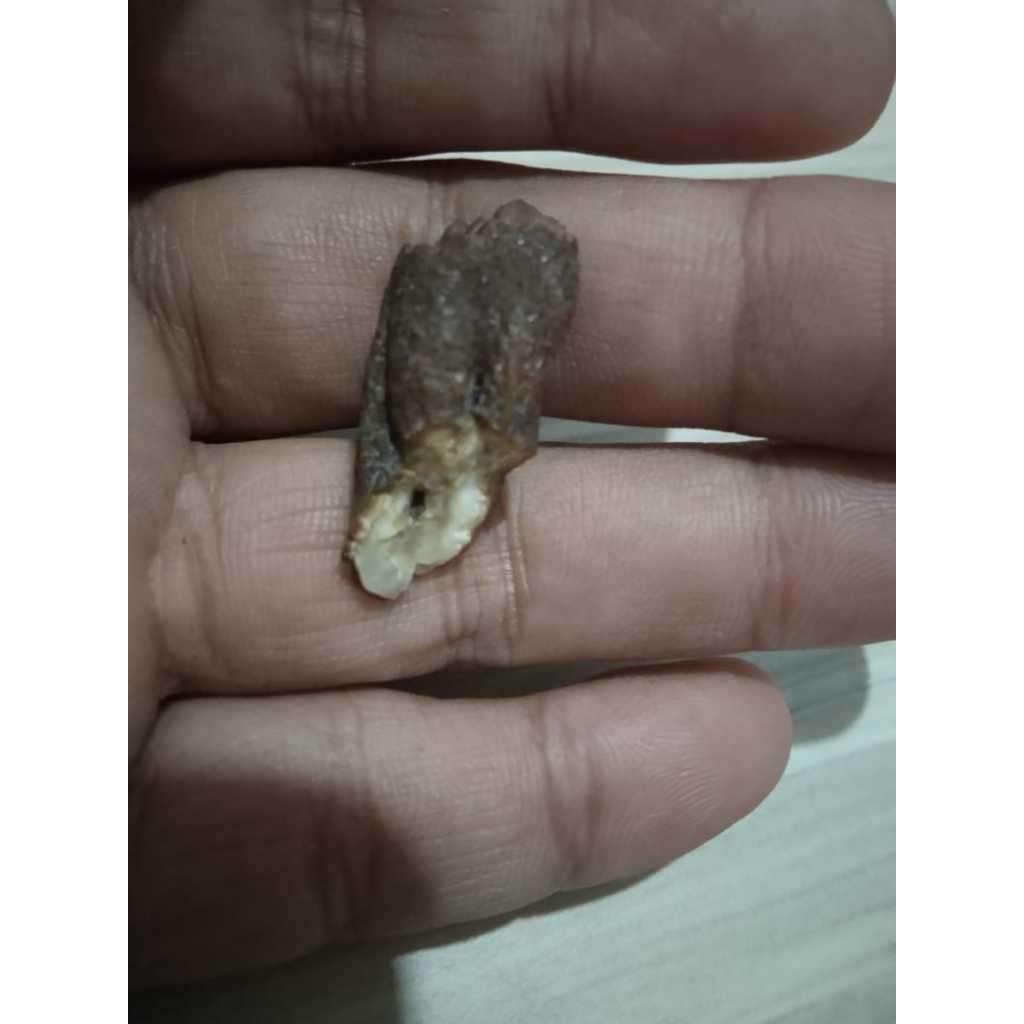 Fosil Gigi Kuno Jadul Antik