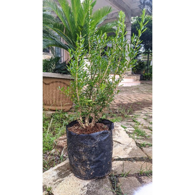 boxus bahan bonsai
