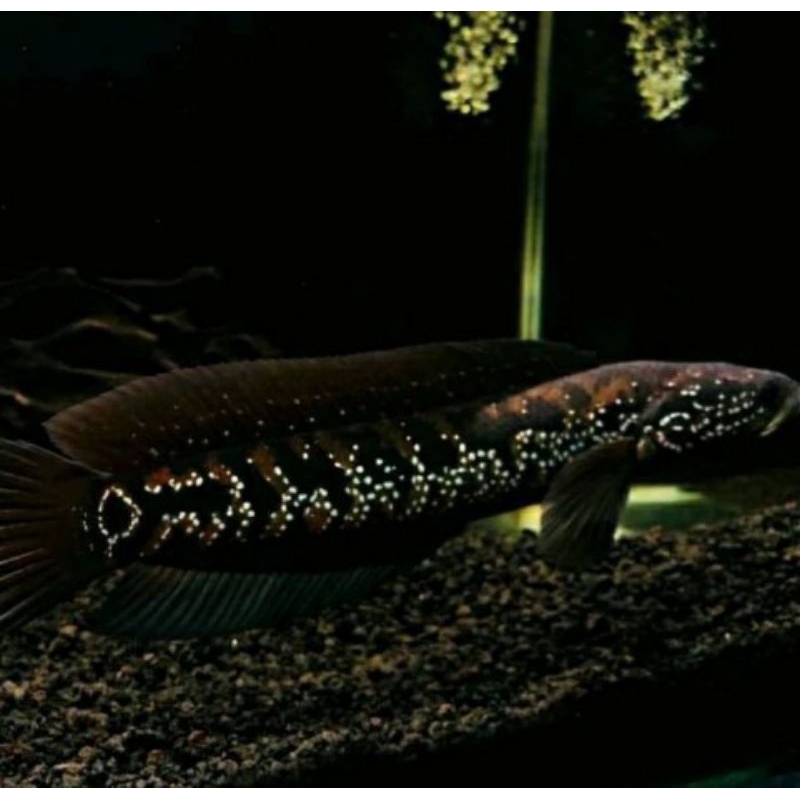 asiatica ws gondrong 20 cm ++