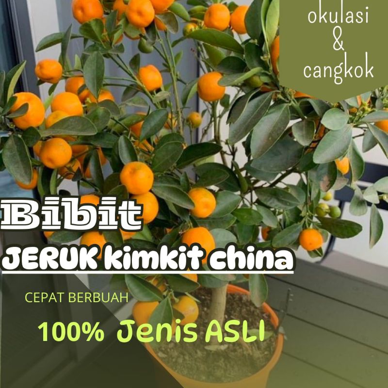 BIBIT JERUK KIMKIT CINA ASLI