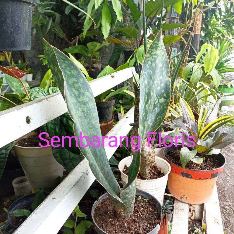 Sansevieria Masoniana Giant