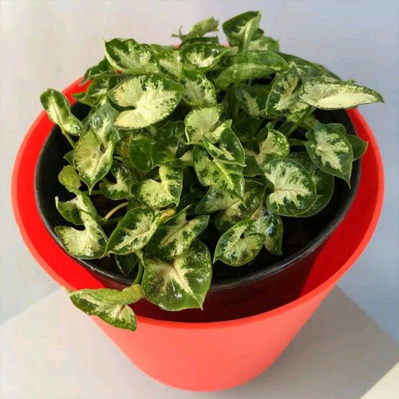 Syngonium Mini - Singonium Liliput - Keladi Liliput