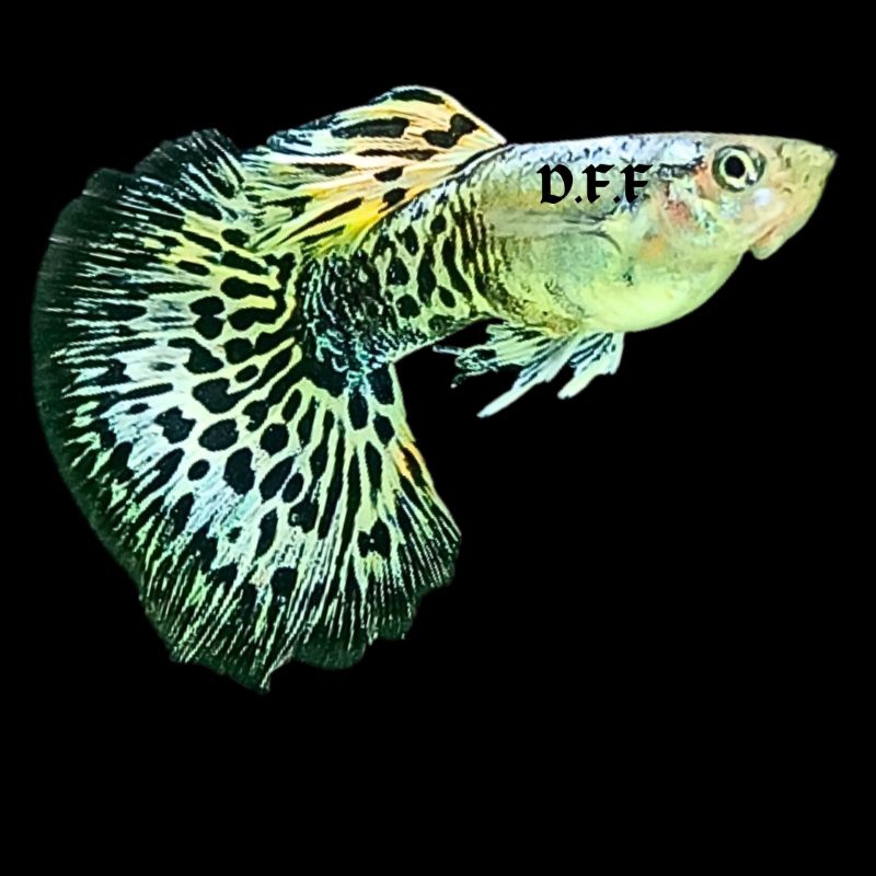 

kardus packing-platinum leopard