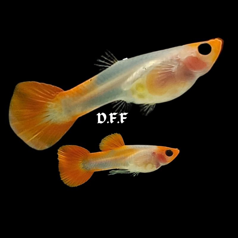 

kardus packing-blonde koi glassbelly
