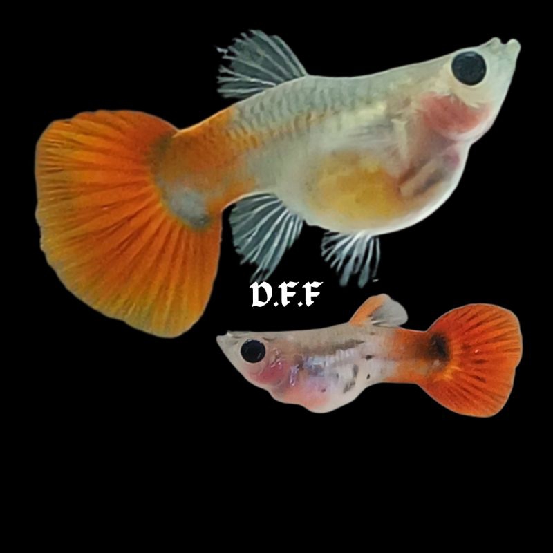 

kardus packing-snak3 skin glassbelly balon