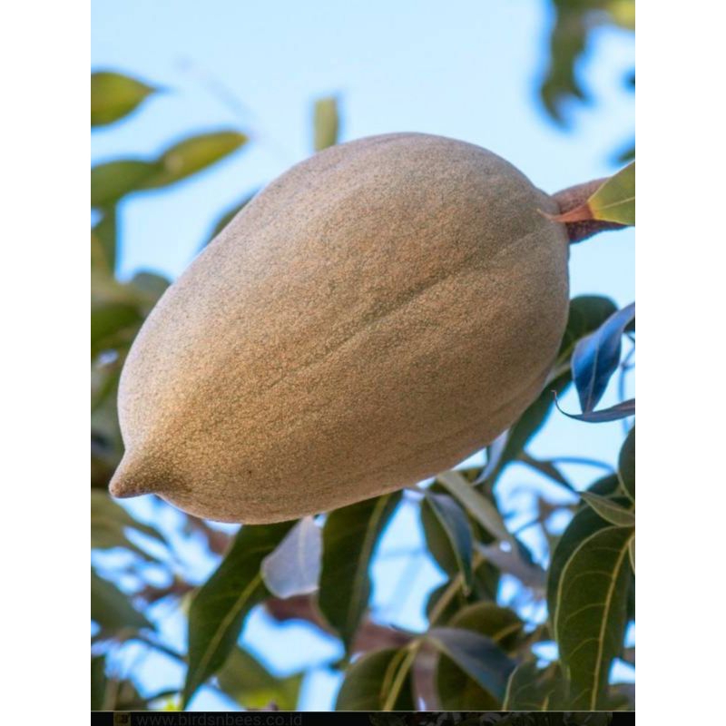 

biji buah mahoni kering utuh satu buah 500 gram
