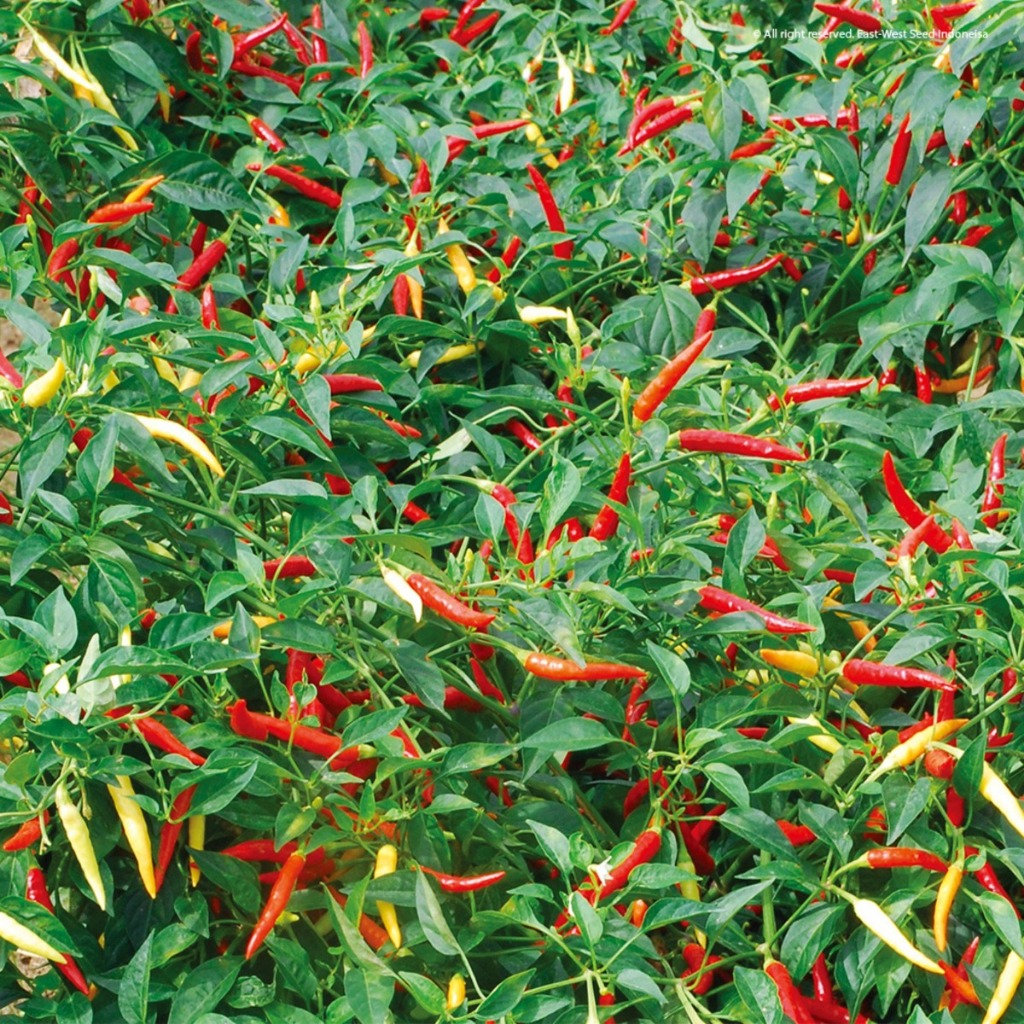 ID 8 BIJI BENIH CABE RAWIT DEWATA 43 F1 CAP PANAH MERAH BIBIT UNGGUL BERKUALITAS
