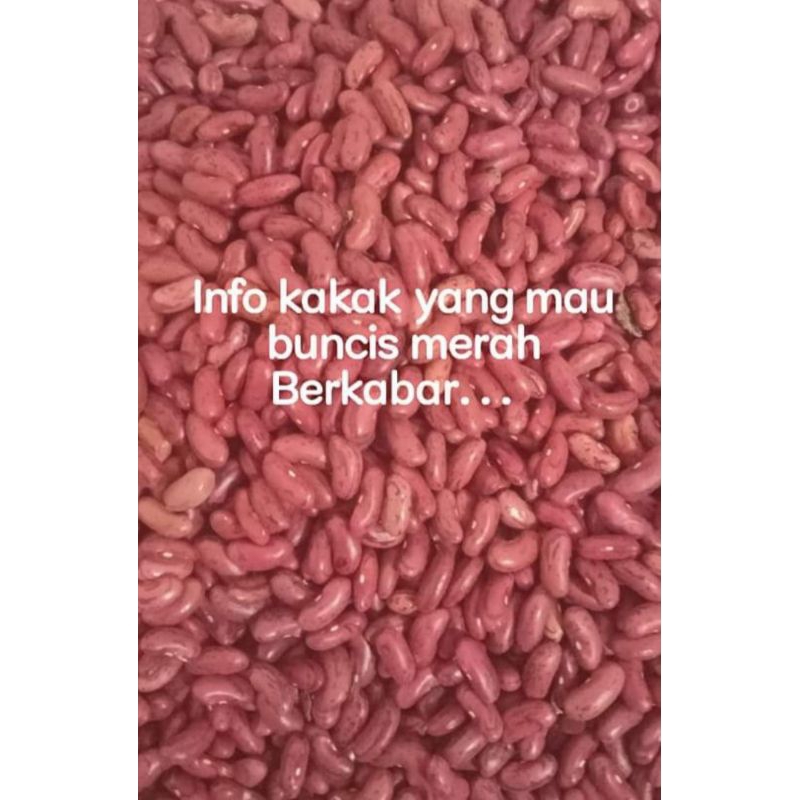 

Kacang Merah/Buncis Duduk