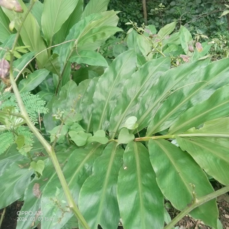 

ubi tempuyung / temu tempuyang 500g