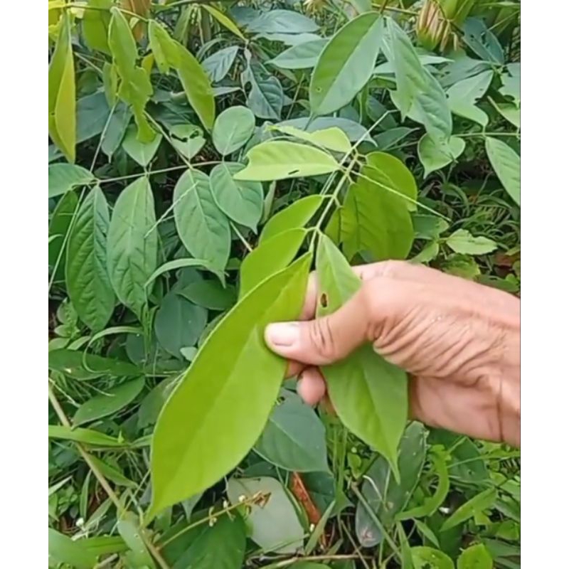 

DAUN TUBA SEGAR 1 KG