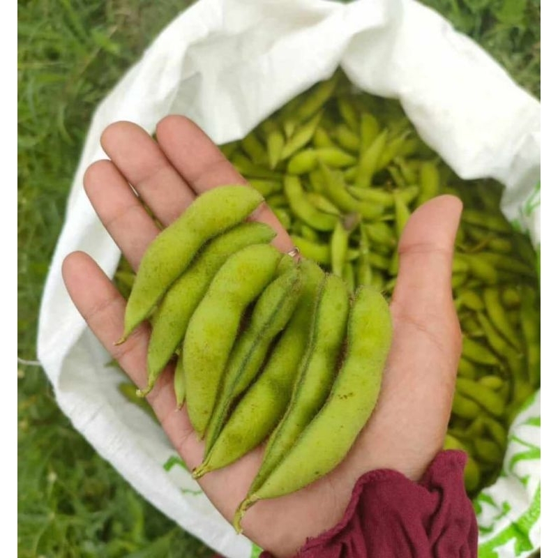 

Kacang Edamame
